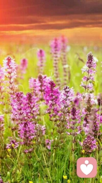 【轉】既然人生的幕布已經拉開，就一定要積極的演出；既然腳步已經跨出，風雨坎坷也不能退步；既然我已把希望播在這里，就一定要堅持到勝利的謝幕……配圖