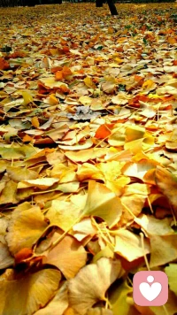 沒有一棵樹需要證明它是樹。
然而，我們許多人往往一生都活在證明中。
證明自己是有能力的
證明自己是值得被依賴的
證明自己是有資格的
證明自己是可以成功的……

而這一切的證明，都是想要證明自己是值得被愛的，證明自己是最重要的。

時刻覺察，當發現自己在證明，只是看著它……配圖