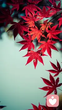 心理學大師最擅長研究什么，基本他自己就是這類型的病人。心理醫(yī)生，最擅長冶療某一類精神疾患，極有可能他就是這類患者。
如果什么病都冶得不錯，那么他一定病得最重。									——李小龍									所以，你看我都能好，你也一定可以。配圖