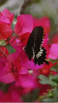 成長(zhǎng)中，誰(shuí)都不可能一帆風(fēng)順，無(wú)論是職場(chǎng)失意，還是情場(chǎng)受傷，每一份感受與體驗(yàn)對(duì)我們都有積極的意義！只有經(jīng)過(guò)歲月的打磨，人生才能沙粒成珠，破繭成蝶！配圖
