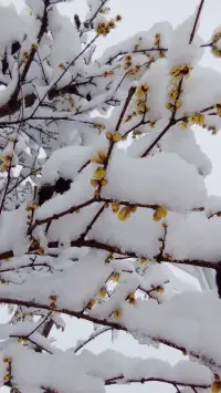 霍妮：病態(tài)人格是一種由恐懼及對抗這些恐懼的防御措施，還有為了了解內(nèi)在沖突所作出的各種努力所導(dǎo)致的心理混亂?；诂F(xiàn)實(shí)角度，只有在這種心理混亂偏離了特定文化共同模式時(shí)，我們才能稱其為病態(tài)人格。配圖