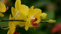 【轉(zhuǎn)】【秋心心語】:世界的一花、一草、一樹、一葉都各具特色無可替代。人亦如此，每個人雖是天地間的偶然，卻是不可替代的生命個體，都有一次無法重復(fù)的生命過程。
恰如天上的星星，雖然小，但每個都有每個的位置，都在靜謐深邃的夜空中閃爍著獨特的精彩。做好獨一無二的自己，在生命中綻放出屬于自己的美麗！配圖