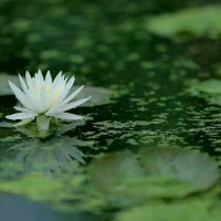 【秋心心語】:
一片葉，落在哪里都是歸宿;一朵花，開在哪里都是芳香;一個人，走到哪里都是生命。隨緣便是自在，心安即是歸處。不經意間發現，人生最曼妙的風景，是內心的淡定與從容。
大家早上好！配圖