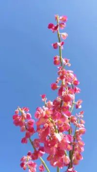 有藍(lán)天做背景，花兒多美，有純?nèi)坏男膽B(tài)，世界多美！配圖