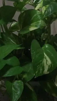 魔鬼不會吃掉我們，那是內心的邪惡膨脹后慢慢把我們吞食掉，我們害怕的正是這種被吞食的感覺。當你毅然決然的走向魔鬼時，就會發現原來是一個幻覺。魔鬼本來是被壓抑的情緒，接納它，就是一個幻象。志強心語配圖