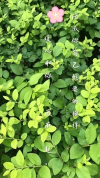 暖心咨詢師楊鵬輝老師分享	：學會愛自己，不是讓我們過度寵愛自己，不是自我姑息，自我放縱，而是要我們學會自省、自律，通過不斷學習，修行和矯正自己的行為和心智，成長為自己心中喜歡的樣子，像一株亭亭而立的美好蓮花，不憂亦不懼。
活成你自己想要的模樣，暖心和你，一直在一起。配圖