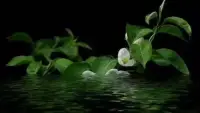 我們傳統(tǒng)的問(wèn)法往往是，人類為什么要有這樣的缺點(diǎn)？而積極心理學(xué)的角度則是:為什么有些人盡管有這樣一些缺點(diǎn)，但他還是會(huì)成功？

																											—沙哈爾配圖