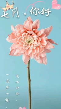 暖心來(lái)訪(fǎng)者舒克分享	：新的七月，愿你不猶豫、不糾結(jié)、不將就，去迎接一個(gè)真正懂你的人。他會(huì)給你溫柔，陪你追夢(mèng)，抵御世間一切惡意。
過(guò)好自己的時(shí)光，遇見(jiàn)美好的人兒，暖心和你，一直在一起。配圖