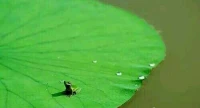 用意義作為人生的導(dǎo)向，我們就可以心安理得的活下去。而越刻意去追尋意義，意義就越渺不可得。若現(xiàn)實(shí)生活中能做到言必信、行必果、果必?fù)?dān)，則意義自現(xiàn)。配圖