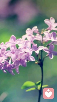 童話來自純真，
美好來自欣賞，
親密來自關愛，
智慧來自心靈。配圖