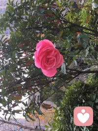 【轉】學習是改變自己，而不是改變他人；
學習改變我們的內心，而不是改變外面的世界；
學習是改變自己的心念，而不是改變自己外表。
當你學會包容他人時，你就改變了他人；
當你學會適應環(huán)境，你就改變了世界；
當你學會愛心時，你就改變了外表。
只有學會包容、寬容、愛心時，才能改變你的生活！配圖