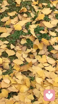 有付出就會有收獲。也許收獲的東西不是我們當初所設想的，收獲的時間不是我們當初所希望的，但一定會有收獲。我們付出汗水，得到酬勞；付出真心，得到愛情；付出代價，得到經(jīng)驗；付出艱辛，得到成長。人生不是等價交換，凡事不要斤斤計較。配圖