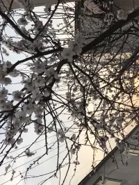 【轉】今日看到一個老師的一段話很贊：痛才能通，如果他還那么執著，證明他不夠痛！羅杰斯說，我們人都是需要自我成長的，他不經歷如何成長！配圖