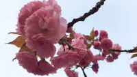 春	滿	人	間
								百花園中百花艷，
								姹紫嫣紅四月天，
								獨(dú)享晴暖應(yīng)知恥，
								春風(fēng)當(dāng)度玉門關(guān)。配圖
