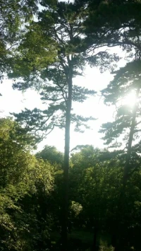像树一样坚定的生长，不论风雨，土中见我的坚定，风中遇我的骄傲。配图