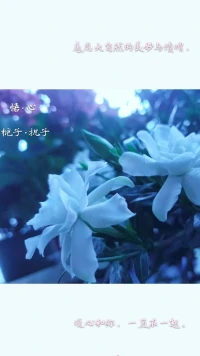 【暖心語】：傍晚，天快黑的時(shí)候，給人的感覺是美好靜默的，不用開燈，安靜地感受一下白天和黑夜的交融，真是安心沉靜自在。這和黎明給人希望生機(jī)和活力的感受不一樣，卻都美好。
感恩大自然的美妙與饋贈(zèng)，暖心和你，一直在一起。配圖