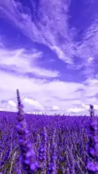 在情感困惑里，一個(gè)成年人為何會(huì)貪心（什么都想要）是因?yàn)榇巳藘?nèi)心屬于未成年階段。配圖