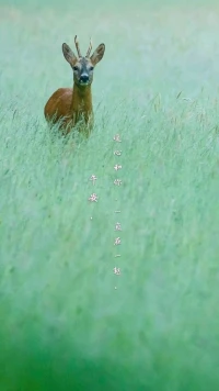 【暖心語】：你心里的欲望和需求，滿足得太多太過了，你的身體會生病；你心里的欲望和需求，壓抑得太多太過了，你的身體也會生病。
平衡好自己的身心需求，達到身心合一，勞逸結合，好好做好自己，好好休息。
午安，暖心和你，一直在一起。配圖