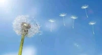 你若盛开，蝴蝶自来！
内圣外王——活在当下，活出富足的生活……配图