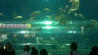 【轉】一旦做對的事兒沒受到關注，人就會試圖去做不對的事兒，以求受到負面關注，我們不該為了迫使人生陷入悲慘的境遇的事而努力。配圖