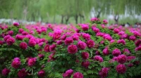新的一天，充滿希望，您準(zhǔn)備好了嗎？
新的一天，充滿活力，您想擁有它嗎？
每天讓自己保持好心情，每天讓自己生活充滿希望，黑夜過去就是白天！配圖