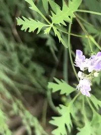 【轉】有些伴侶鬧分手的過程很糾結，分分合合好幾次，分也分不開，斷也斷不了。這表明兩人并非不合適，只因為他們的溝通模式是以自我為中心，聽不到對方的心聲，各說各話，始終找不到共贏的方法。如果溝通中只是闡明自己的觀點，那是說教，不是溝通。配圖