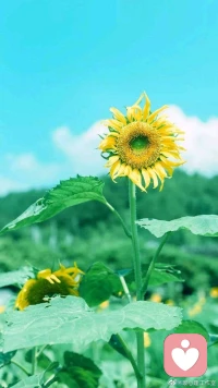 【暖心語(yǔ)】：抑郁的人，活在過(guò)去；焦慮的人，活在未來(lái)；健康的人，活好現(xiàn)在。
關(guān)注心理健康，祝你身心愉悅，生活愉快，暖心和你，一直在一起。配圖