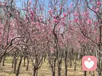 《什么是极简的情绪》

       林语堂先生曾说过：“一个心地干净、思路清晰、没有多余情绪和妄念的人，是会给人带来安全感的。”
       深以为然。
       减少不必要的情绪内耗，不仅能让自己的内心得到安顿，更能给身边人传递一种安稳的力量，这就是情绪极简的魅力。
       很多人会以为情绪极简是压抑情绪，是做一个“无悲无喜”的木头人，其实恰恰相反。
       情绪极简更像给内心做整理，就像我们定期收拾房间一样梳理内心的情绪：减少不必要的内耗，放下无谓的执念，不被他人情绪绑架等等。
       只留下真正有价值的情感体验：是发自内心的喜悦，是恰到好处的共情，是理性的愤怒。唯有如此，我们才能实现情绪的“轻装上阵”，让内心回归本真的清澈、平和、自洽与满足。
       情绪极简从不是天生的能力，而是需要我们刻意练习的生活智慧。
       不妨从这几件事开始尝试：学会主动筛选，从源头减少情绪负担，一边给自己设立边界，一边给欲望做减法；学会接纳情绪，而不是被坏情绪控制，不对抗、不纠缠，然后换个角度看问题；学会有温度地表达，既不伤害自己，也不伤害别人；学会定期清理情绪垃圾，多做能静心的小事，让内心的力量慢慢积攒……
       正如那句话所说：“若想改变人生，首先要改变我们自己。”
       我们无法控制外界的纷扰，却能掌控自己的情绪；无法避免情绪的产生，却能选择不让它成为拖累。
       当你我学会给情绪做减法，就会发现：生活本没有那么多复杂的烦恼，那些让我们纠结的，往往是多余的情绪和执念。
       内心的平和与力量，从来都不是遥不可及的，而是藏在每一次“精简情绪”的选择里。
       这份清澈与自洽，终将成为我们人生中一笔宝贵的财富。配图