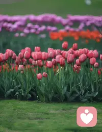 《介于友情与爱情之间，最珍贵的是精神同频者》


    在人生漫长的旅途中，我们相遇无数人，却总在某个深夜或某个迷茫的十字路口，渴望一个能真正“听懂”自己的声音。这个人，不是家人，未必是伴侣，也不是普通朋友，而是一个被称为“蓝颜知己”的存在。他像一束不灼人的光，照亮你内心最幽微的角落，不索取，不评判，只是安静地懂得。

从心理学的角度看，蓝颜知己满足了人类深层的“自我确认”需求。美国心理学家卡尔·罗杰斯提出，每个人都渴望被“无条件积极关注”——即无论你表现出怎样的情绪、脆弱或矛盾，对方都能接纳并理解你。蓝颜知己正是这种关系的化身。他不会像恋人那样因占有欲而焦虑，也不会像朋友那样因距离而疏离。他以男性的理性视角，穿透情绪的迷雾，给予你冷静的剖析；又以超越性别的共情能力，包容你所有不被世俗接纳的柔软。这种“精神同频”，本质上是一种灵魂的镜像投射，让你在对方眼中，重新认识那个被社会角色层层包裹的真实自我。

正如古语所言：“万两黄金容易得，知音一个也难求。”蓝颜知己的珍贵，正在于其稀有性。他不是情感的替代品，而是生命丰盈的延伸。在你与世界激烈碰撞时，他是那个能从男性思维解读冲突根源的人；在你被生活压得喘不过气时，他是允许你卸下所有盔甲、做回“小孩”的安全区。这种关系，如文章中所描绘，“比友情多一点，比爱情少一点”，它不以占有为目的，却以理解为根基，构筑起一座抵御孤独的象牙塔。

然而，这种微妙的平衡，也暗藏心理雷区。社会心理学中的“曝光效应”提醒我们：频繁的深度交流，极易催生情感依赖与错觉。当一个男人比你的伴侣更早察觉你的情绪低落，当你们分享的秘密多于日常琐碎，那份“特殊感”便可能悄然越界。因此，真正的蓝颜知己，必懂得“界限”的智慧。如托尔斯泰所言：“要做真正的知己，就必须互相信任。”而信任的前提，是彼此都清醒地守护那条“楚河汉界”——可以倾诉心事，但不逾越亲密的边界；可以彼此取暖，但不点燃欲望的火焰。

更深层地看，对蓝颜知己的渴望，映射的是现代人对“被理解”的普遍焦虑。在多重社会角色的挤压下，我们越来越难在亲密关系中完全做自己。而蓝颜知己，恰好提供了一个“非评判性”的情感空间。他不急于解决问题，而是先确认你的感受：“你已经很棒了。”这种回应，比任何建议都更有疗愈力。

但最终，我们需要明白：蓝颜知己不是人生的“救世主”，而是成长路上的“同行者”。他让你看见自己的光，配图