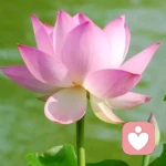 心灵瑜伽的头像