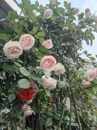 張愛玲說:人生的另一半如果錯了，往后余生每一步都是錯，你會嘗盡世間苦楚，取舍兩難。相貌和財富都不是那么重要，重要的是人品、責任和擔當。以及原生家庭刻在骨子里的三觀和教養。


靈鹿心理咨詢配圖
