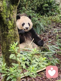 練字395
?
?人生的一以貫之，是找到心靈的歸屬



早安??
靈鹿心理咨詢
?配圖