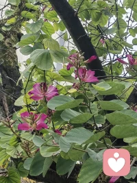 早晨醒来便下决心在一天里对任何人或事都不抱任何期望，这是一种很好的练习。不要期望人们都是友好的，不要期望这一天能够一帆风顺。这样，当遇到问题时，对自己说：“啊，又有一个需要跨越的障碍。”如果你用这种心态来迎接每一天，你就会发现生活原本是多么美好。与其反抗现实，还不如与它“共舞”。随着不断地练习，过不了多久，你就会让自己的整个生活更加轻松愉快。当你感到愉悦时，生活会变得更加丰富多彩。配图