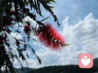 一抹红色炙热而炸裂，盛开原野之间。配图