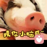 啊，我的掌上明豬的頭像