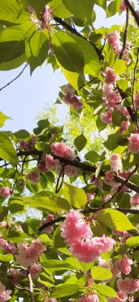 安徒生說，“僅僅活著是不夠的，還需要有陽光，自由，和一點花的芬芳。”
做個深呼吸，與自由在一起，聞到自己生命中的芬芳。配圖