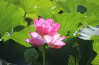 當男人對你冷暴力的時候，沉默后撤的行為，其實就是默認和你沒什么關系。我們可以將計就計，如果不知道怎么做，可以和我聊聊。配圖