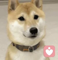 今天天氣不錯，我的朋友，不想出去走走嗎？
好吧，其實我也不想出去，因為運(yùn)動就要洗澡，挺麻煩的。
馬上要冬天了，要記得加衣服配圖