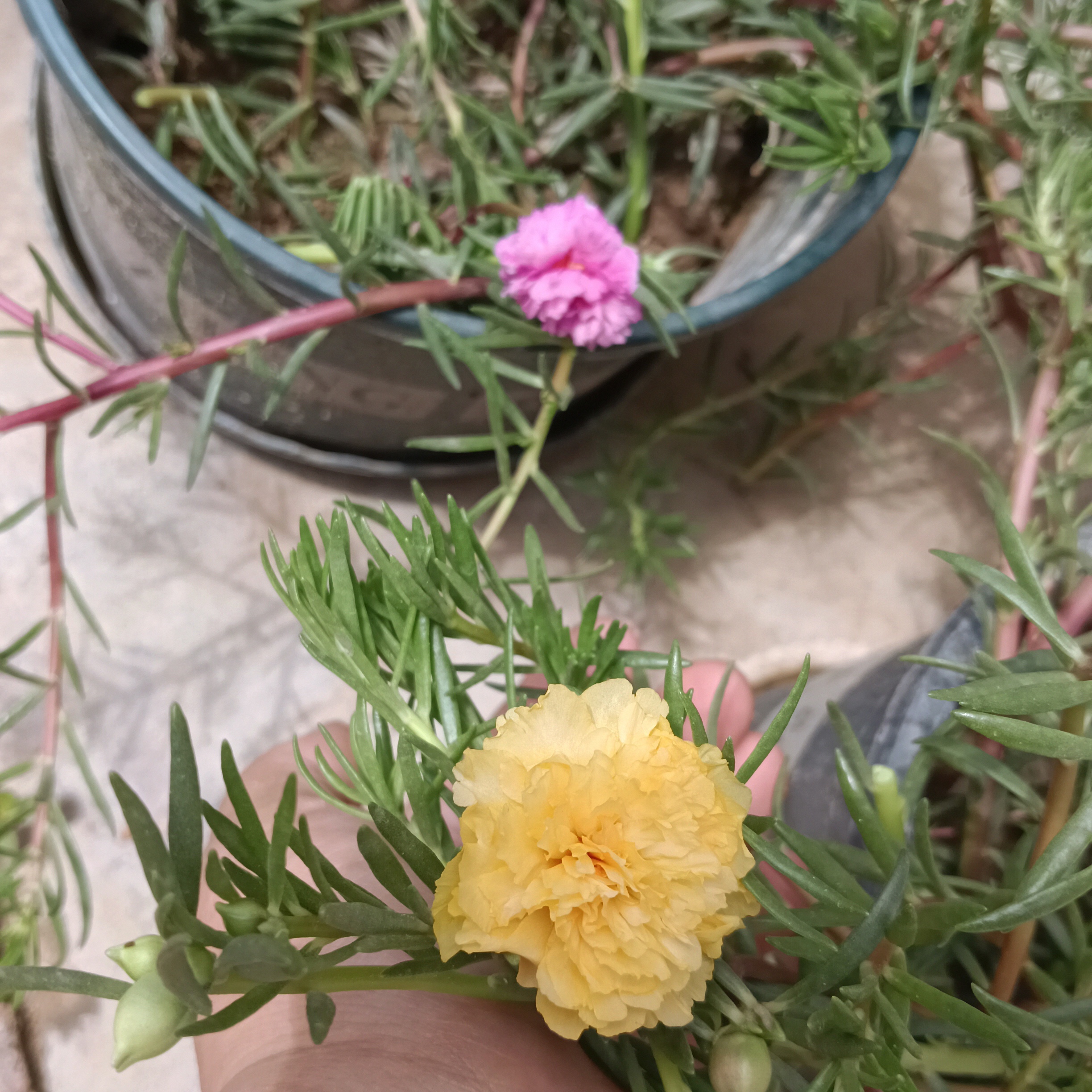 遇見的回答圖片