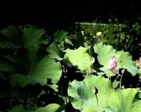 爱除自身外，既无施与，也无索取。 
爱既不占有，也不被占有， 
因为爱仅以爱为满足。 
  
你在爱的时候，不要说：“上帝在我心中。”而最好说：“我在上帝心里。” 
  
你千万不要以为自己能引导爱的行程，因为要是爱认为你值得享受这爱的乐趣，它便会引导你。 
  
爱除了完善它自己以外，别无他求。 

但是，倘若你在爱的话，并希冀着有特殊的愿望相伴，那么，就让以下这些成为你的愿望吧:
溶化你自己，像潺潺溪水般对着黑夜唱出美妙歌曲。 

要体验过度温存的痛苦。 

要让你对爱的真正理解去刺伤你的心扉，并心悦诚服地看到自己在滴血。 

满心欢喜地在黎明醒来，感谢充满爱的又一天来临。 

中午小憩，默念爱的柔情缱绻。 

傍晚，满怀感激之情回到家里。 

躺下睡觉，然后在心中为你所爱的人祈祷，赞美之歌则印上你的双唇。配图