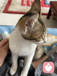 愛自己，是學(xué)習(xí)來的。
有些人很懂得愛自己，是因?yàn)樗怀錾疹櫿呔徒o他滿滿的愛，讓他感覺到：“我是值得被愛的。”這種人的自我價(jià)值感高，覺得愛與被愛都是天經(jīng)地義的事。
同樣的，有些人很不愛自己，這也是學(xué)來的。
當(dāng)小時(shí)候照顧者（父母）沒有給你足夠的愛，甚至忽略、虐待，這孩子就會(huì)學(xué)到一件事：“我是不值得被愛的。”沒被愛夠的孩子，長大以后就會(huì)變成低自尊，永遠(yuǎn)覺得自己不夠好。而且，更可怕的是：他會(huì)用以前家人對(duì)待他的方式，去對(duì)待自己。
其實(shí)，大多數(shù)人都是后者，我們都是沒被愛夠的孩子。
手是，人生一路走來，總是跌跌撞撞，不斷自我懷疑：“我值得被愛嗎？”
雖然從小我們就在“愛的匱乏”中長大，但請(qǐng)相信，這不是詛咒，更不是一輩子永遠(yuǎn)無法彌補(bǔ)的傷痛。
匱乏，有時(shí)候也是一種動(dòng)力。
透過“愛的匱乏”，神是要我們?nèi)W(xué)習(xí)愛、發(fā)現(xiàn)愛、實(shí)踐愛。
有時(shí)，父母不是不愛我們，而是他們給不出愛來。他們給不出愛，不是因?yàn)槲也缓茫且驗(yàn)樗麄儽旧硪彩恰皭鄣膮T乏”。道理很簡單，“你不能給別人你身上沒有的東西”，不是嗎？
請(qǐng)?jiān)徃改?“不能給你愛”，不要去為難他們，請(qǐng)放過他們，如此你也“放過了自己”。
缺乏愛的我子，唯一的救贖之道就是放奔，放奔“我的父母應(yīng)該愛我”這樣的想法。不然，你的內(nèi)心會(huì)打架，你會(huì)把自己搞得四分五裂、一塌糊涂。
當(dāng)你放奔了，死了這條心，你就保護(hù)了 自己，不會(huì)讓自己在反復(fù)的期待里，繼續(xù)失望、受傷。
當(dāng)你放奔了 “我應(yīng)該有一個(gè)愛我的母親（或父親）”的念頭時(shí)，你就長出了力量，去為自己的生命負(fù)責(zé)，去好好愛自己。
放奔，是一種力量。
一旦你“將心中那個(gè)完美的父母給賜死”之后，你才能接受 “事實(shí)”，心里就不會(huì)一直沖突打架，如此，你才能過好日子。這是我的親身經(jīng)驗(yàn)，更是我多年來做咨詢工作的心得。
請(qǐng)不要再把力氣花在怨恨父母沒給你愛，更不要把力氣用在去跟另一個(gè)人討愛，那沒有用的，相信我。
與其花力氣去怨怪父母或去跟別人討愛，不如把力氣花在 “愛自己”。這樣的投資，絕對(duì)“一本萬利”。
終其一生，我們唯一要做的事，就是把自己愛回來。配圖