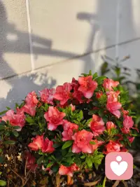 健全的自卑感不是來自與別人的比較，而是來自與“理想的自己”的比較。配圖