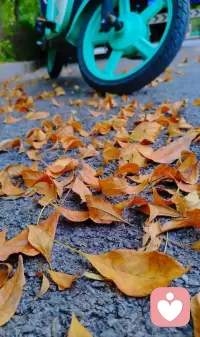 大多数人都像一片片落叶，在空中漂浮、翻滚、颤抖，最终无奈地委顿于地。但是有少数人恰如沿着既定轨道运动的星辰，无偿的命运之风吹不到他们，他们的内心有着既定的路程。