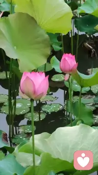 所有的烦恼，其实都是生命在向你“求助”。
如果你只是一味地想除掉烦恼，你其实是在修剪自己的生命。真正的“活出自我”，不是活在一个没有烦恼的真空里，而是学会如何利用这些具体的困难，把它们转化成滋养生命的养分。