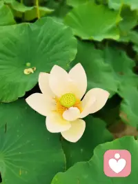 天下事，没有绝对的正负，有所得必有所失。有所失，才能空出地方来，再加一些什么进去。嗳，都是好的。配图