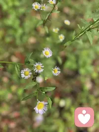 今日份碎片感悟：
作为倾听师，最大的成就感不是接单多少，而是那句“谢谢你，我好多了”。配图