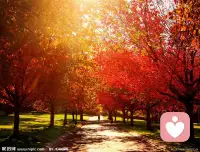 楓情如熾葉正紅
?此樹彼枝斗霜濃
?同向秋風各成景
?別過枝頭皆從容配圖