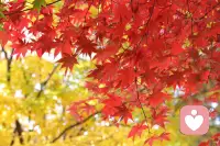 楓情如熾葉正紅
?此樹彼枝斗霜濃
?同向秋風各成景
?別過枝頭皆從容配圖