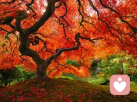 楓情如熾葉正紅
?此樹彼枝斗霜濃
?同向秋風各成景
?別過枝頭皆從容配圖