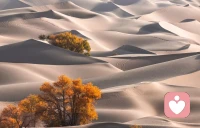 不必羨慕胡楊，一千年不死，可曾有豐富的經歷？一千年不倒，誰活著希望是立著的一塊碑？一千年不朽，又與枯骨有何異？如果我們期望的方向錯了，除了不甘，不平，不足，我們還能感受到什么，不如不忿、不憤、不嗔，平心靜氣過好每一天。配圖